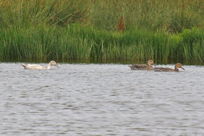 Pintail (Anas acuta)