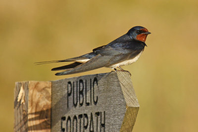 Barn Swallow (Hirundo rustica)