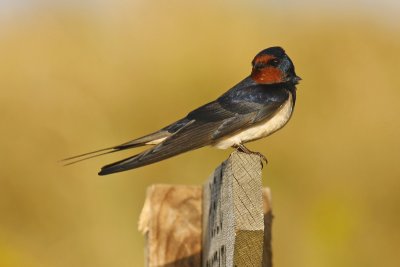 Barn Swallow (Hirundo rustica)