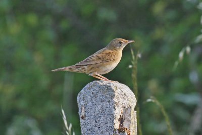 Grasshopper Warbler (Locustella naevia)