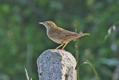 Grasshopper Warbler (Locustella naevia)