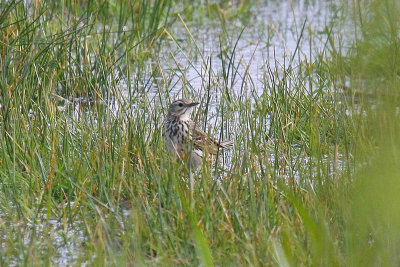 Meadow Pipit (Anthus pratensis)