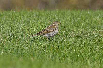 Meadow Pipit (Anthus pratensis)