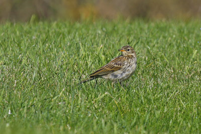 Meadow Pipit (Anthus pratensis)