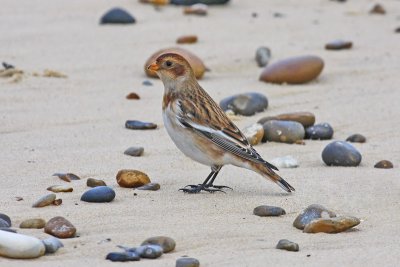 Snow Bunting (Plectrophenax nivalis)