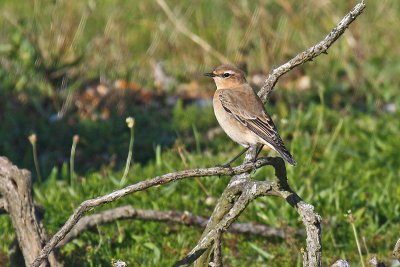 Wheatear (Oenanthe oenanthe)