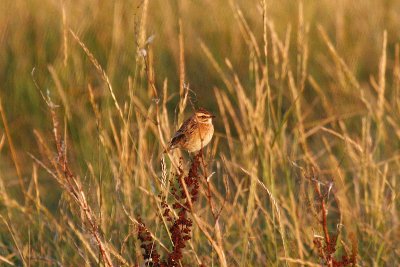 Whinchat (Saxicola rubetra)