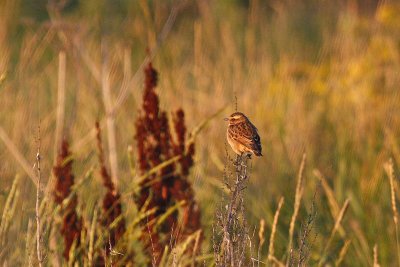 Whinchat (Saxicola rubetra)