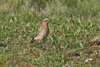 Wheatear (Oenanthe oenanthe)