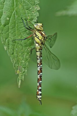 Southern Hawker (Aeshna cyanea)