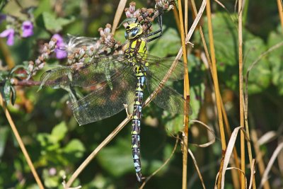 Southern Hawker (Aeshna cyanea)