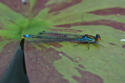 Small Red-eyed Damselfly (Erythromma viridulum)