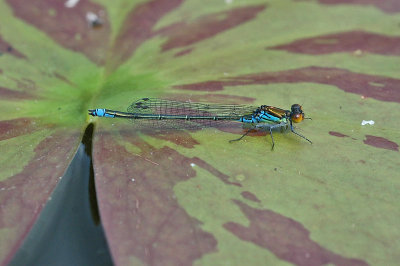 Small Red-eyed Damselfly (Erythromma viridulum)