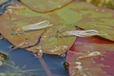 Small Red-eyed Damselfly (Erythromma viridulum)