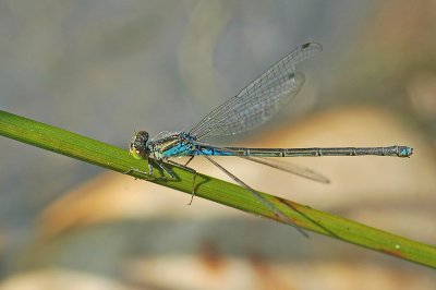 Small Red-eyed Damselfly (Erythromma viridulum)