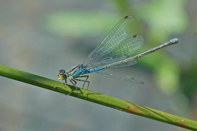 Small Red-eyed Damselfly (Erythromma viridulum)