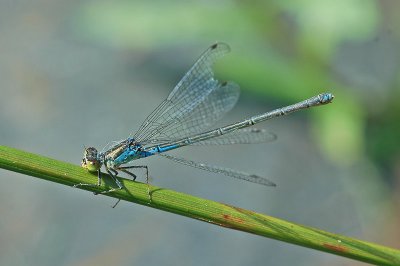 Small Red-eyed Damselfly (Erythromma viridulum)