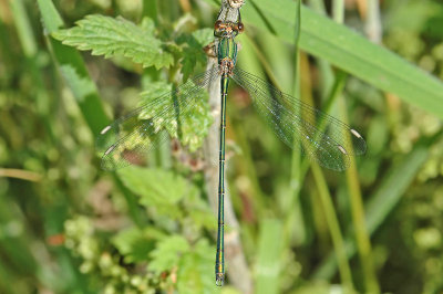 Willow Emerald Damselfly (Lestes viridis)