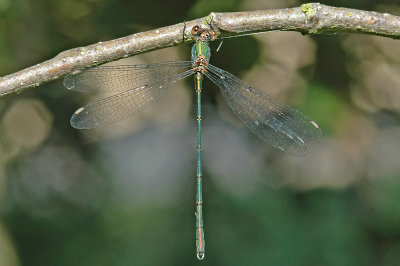 Willow Emerald Damselfly (Lestes viridis)
