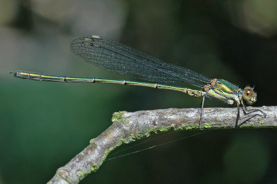 Willow Emerald Damselfly (Lestes viridis)
