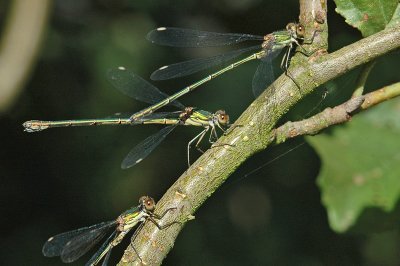 Willow Emerald Damselfly (Lestes viridis)