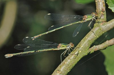 Willow Emerald Damselfly (Lestes viridis)