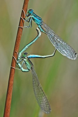 Scarce Blue-tailed Damselfly (Ischnura pumilio)