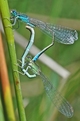 Scarce Blue-tailed Damselfly (Ischnura pumilio)