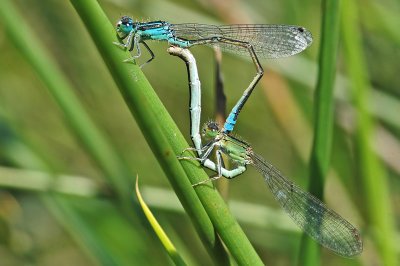 Scarce Blue-tailed Damselfly (Ischnura pumilio)