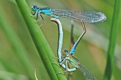 Scarce Blue-tailed Damselfly (Ischnura pumilio)