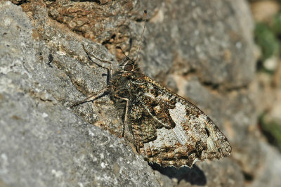 Grayling (Hipparchia semele thyone)