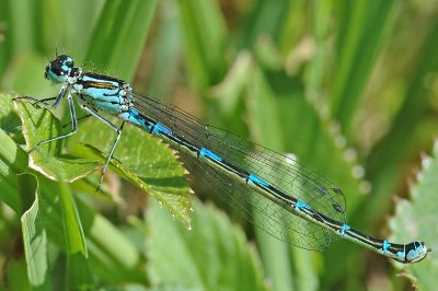 Variable Damselfly (Coenagrion pulchellum)