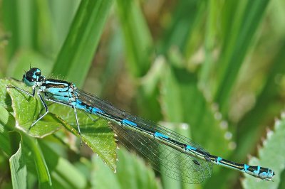 Variable Damselfly (Coenagrion pulchellum)