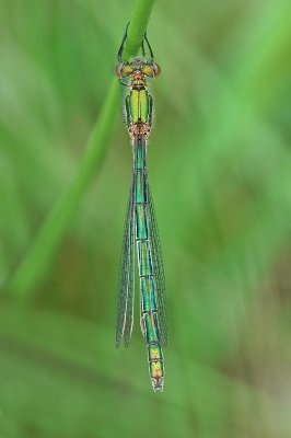 Emerald Damselfly (Lestes sponsa)