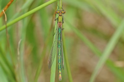 Emerald Damselfly (Lestes sponsa)