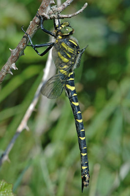 Golden-ringed Dragonfly (Cordulegaster boltonii)