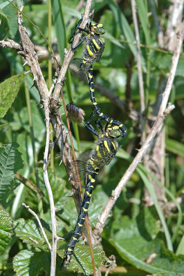 Golden-ringed Dragonfly (Cordulegaster boltonii)