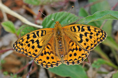 High Brown Fritillary (Fabriciana adippe)