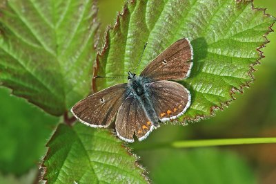Northern Brown Argus (Aricia artaxerxes salmacis)