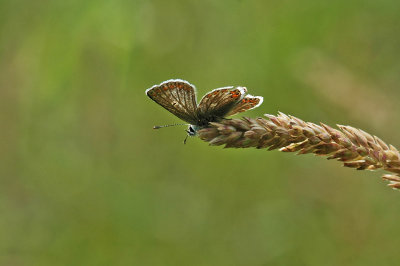 Northern Brown Argus (Aricia artaxerxes salmacis)