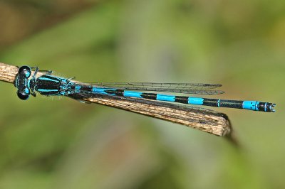 Southern Damselfly (Coenagrion mercuriale)