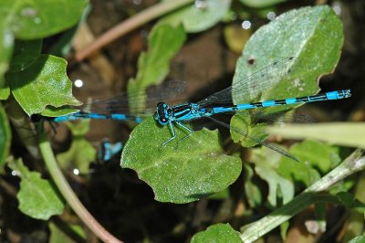 Southern Damselfly (Coenagrion mercuriale)