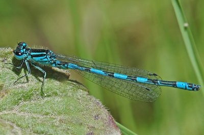 Southern Damselfly (Coenagrion mercuriale)