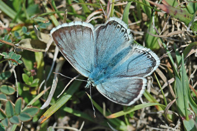 Chalkhill Blue (Lysandra coridon)