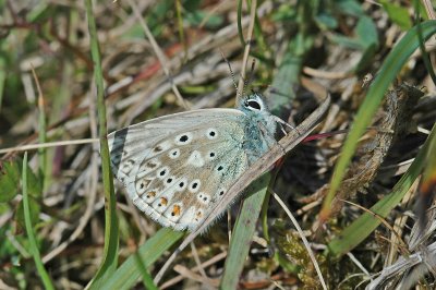 Chalkhill Blue (Lysandra coridon)