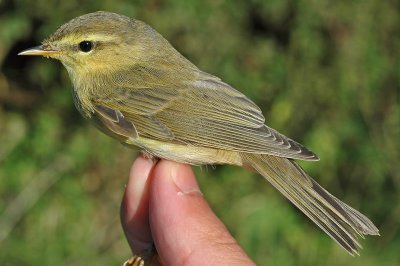 Willow Warbler (Phylloscopus trochilus)