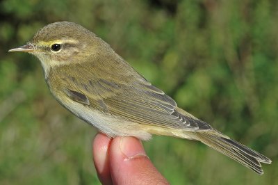 Willow Warbler (Phylloscopus trochilus)