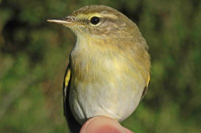 Willow Warbler (Phylloscopus trochilus)