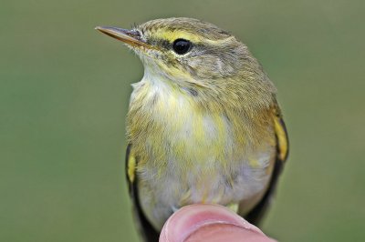 Willow Warbler (Phylloscopus trochilus)