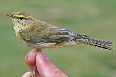 Willow Warbler (Phylloscopus trochilus)